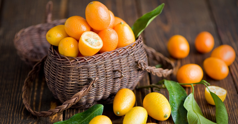Кумкуат Citrus Japonica е дребен цитрусов плод на вечнозелено дръвче