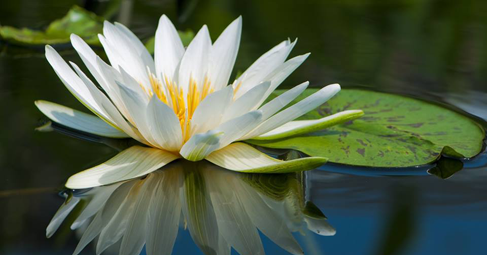Бялата водна лилия е от семейство водни рози. Обитава спокойни