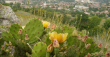 Дивите кактуси - красиви и екзотични, но нежелани нашественици в нашата природа