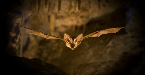 Прилепите са едни от най интересните обитатели на пещерите Техният начин