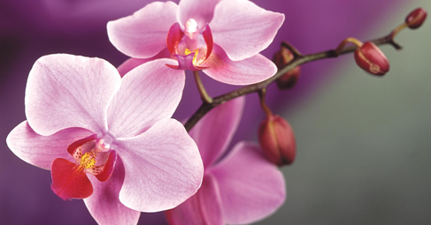  През вековете орхидеите са били не просто увлечение а истинска