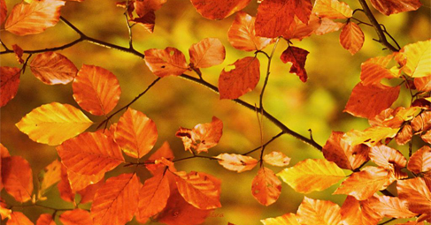 Есента е последната най невероятна усмивка на годината Уилям Брайнт