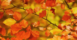 Есента - колко изящно остаряват дърветата