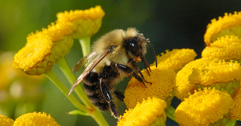 Пчелите са клад насекоми от разред Ципокрили близкородствен на осите