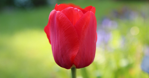  Лалето представлява красиво цъфтящо пролетно цвете което притежава лечебни свойства