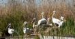 Резерватът „Сребърна” - Елдорадо на блатните птици