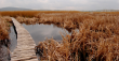 Драгоманското блато – най-голямата естествена карстова влажна зона в България