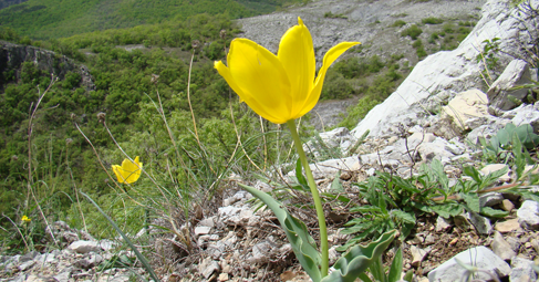 Урумово лале Tulipa urumoffii е растителен вид от род Лалета