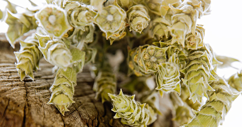 Мурсалският чай Sideritis scardica представлява красиво многогодишно тревисто растение което