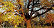 Нека Дъбът от Дунавския парк в Силистра стане Европейско дърво на годината!