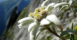 Еделвайсът - романтичното цвете 