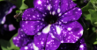 Лилавата петуния - нощно небе, отразено в цвете