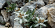 Национален парк Пирин е рай за ботаниците