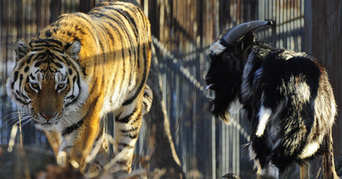 Необикновената дружба между козел и тигър се превърна в едно