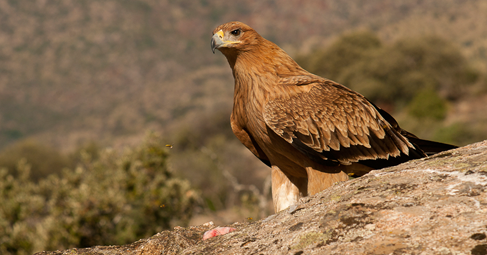 Царският орел Aquila heliaca или още Кръстат орел е един
